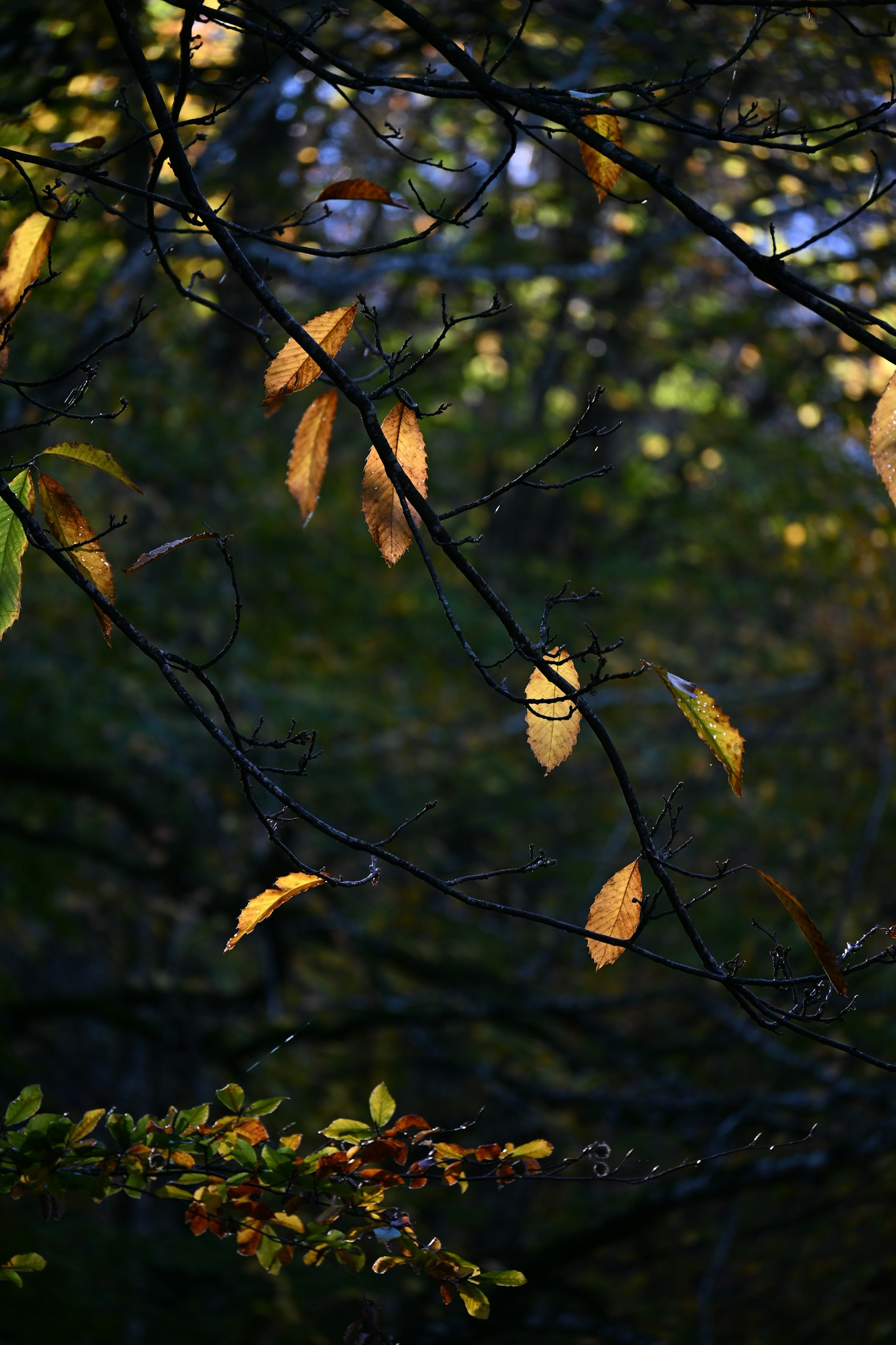Warum natürliche Lebensweise uns erfüllt